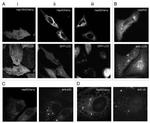 V5 Tag Antibody in Immunocytochemistry (ICC/IF)