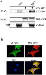 V5 Tag Antibody in Immunocytochemistry (ICC/IF)