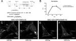 V5 Tag Antibody in Immunocytochemistry (ICC/IF)