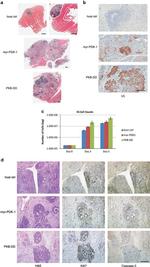 V5 Tag Antibody in Immunohistochemistry (IHC)