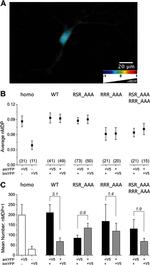 V5 Tag Antibody in Immunocytochemistry (ICC/IF)