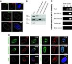 V5 Tag Antibody in Immunocytochemistry (ICC/IF)