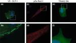 V5 Tag Antibody in Immunocytochemistry (ICC/IF)