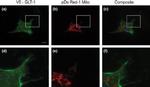 V5 Tag Antibody in Immunocytochemistry (ICC/IF)