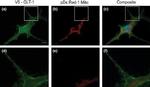 V5 Tag Antibody in Immunocytochemistry (ICC/IF)