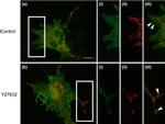 V5 Tag Antibody in Immunocytochemistry (ICC/IF)