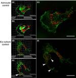 V5 Tag Antibody in Immunocytochemistry (ICC/IF)