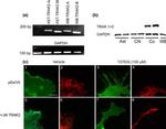 V5 Tag Antibody in Immunocytochemistry (ICC/IF)