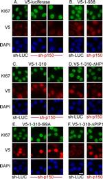 V5 Tag Antibody in Immunocytochemistry (ICC/IF)