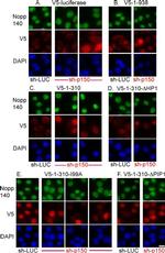 V5 Tag Antibody in Immunocytochemistry (ICC/IF)