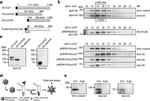 V5 Tag Antibody in Western Blot (WB)