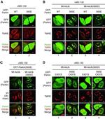 V5 Tag Antibody in Immunocytochemistry (ICC/IF)