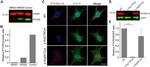 V5 Tag Antibody in Western Blot, Immunocytochemistry (WB, ICC/IF)