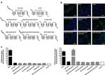 V5 Tag Antibody in Immunocytochemistry (ICC/IF)