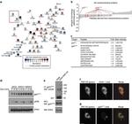 V5 Tag Antibody in Immunocytochemistry (ICC/IF)