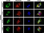 V5 Tag Antibody in Immunohistochemistry (IHC)