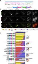 V5 Tag Antibody in Immunocytochemistry (ICC/IF)