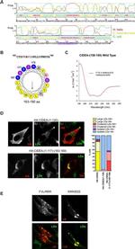 V5 Tag Antibody in Immunocytochemistry (ICC/IF)