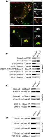 V5 Tag Antibody in Western Blot, Immunocytochemistry (WB, ICC/IF)
