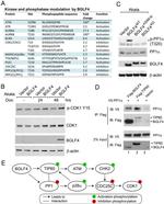 V5 Tag Antibody in Western Blot (WB)