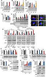 V5 Tag Antibody in Immunocytochemistry (ICC/IF)