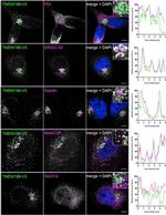 V5 Tag Antibody in Immunocytochemistry (ICC/IF)