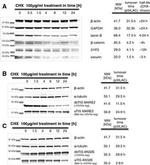 V5 Tag Antibody in Western Blot (WB)