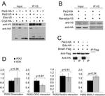 V5 Tag Antibody in Western Blot, Immunoprecipitation (WB, IP)