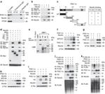V5 Tag Antibody in Western Blot (WB)