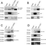 V5 Tag Antibody in Western Blot (WB)