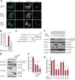 V5 Tag Antibody in Western Blot, Immunoprecipitation (WB, IP)