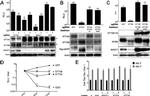 V5 Tag Antibody in Western Blot (WB)