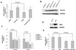 V5 Tag Antibody in Western Blot (WB)