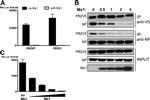 V5 Tag Antibody in Western Blot (WB)