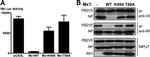 V5 Tag Antibody in Western Blot (WB)