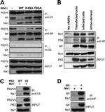 V5 Tag Antibody in Western Blot (WB)