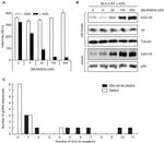 V5 Tag Antibody in Western Blot (WB)