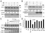 V5 Tag Antibody in Western Blot (WB)