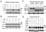 V5 Tag Antibody in Western Blot (WB)