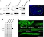 V5 Tag Antibody in Western Blot (WB)
