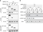 V5 Tag Antibody in Western Blot (WB)