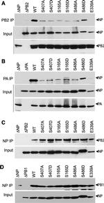 V5 Tag Antibody in Western Blot, Immunoprecipitation (WB, IP)