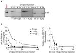 V5 Tag Antibody in Western Blot (WB)