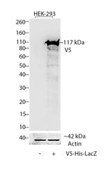 V5 Tag Monoclonal Antibody, AP