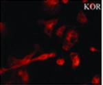 Kappa Opioid Receptor Antibody in Immunocytochemistry (ICC/IF)