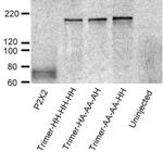 P2X2 Antibody in Western Blot (WB)