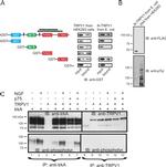 VR1 N-Terminus (TRPV1) Antibody in Immunoprecipitation (IP)