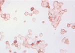 Musashi-1 Antibody in Immunocytochemistry (ICC/IF)