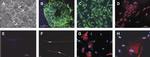 Musashi-1 Antibody in Immunocytochemistry (ICC/IF)