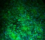 Musashi-1 Antibody in Immunohistochemistry (IHC)